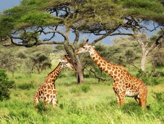 Tanzania safari Arusha National park walking safari